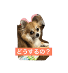 チワワのみき❤️ゆき（個別スタンプ：15）