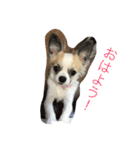 チワワのみき❤️ゆき（個別スタンプ：20）