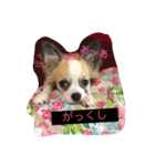 チワワのみき❤️ゆき（個別スタンプ：22）