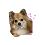 チワワのみき❤️ゆき（個別スタンプ：23）