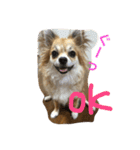チワワのみき❤️ゆき（個別スタンプ：24）