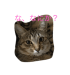 くるみとぽん太の日常（個別スタンプ：3）