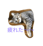 くるみとぽん太の日常（個別スタンプ：4）