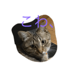 くるみとぽん太の日常（個別スタンプ：12）