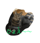くるみとぽん太の日常（個別スタンプ：17）