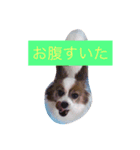はまかな（個別スタンプ：3）