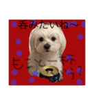 モコたろ。（個別スタンプ：2）