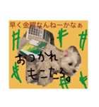 モコたろ。（個別スタンプ：3）
