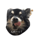 チワワのもーちゃん（個別スタンプ：1）