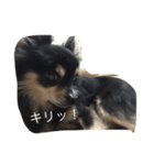 チワワのもーちゃん（個別スタンプ：4）
