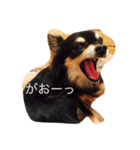 チワワのもーちゃん（個別スタンプ：8）