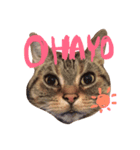 MomiMoca（個別スタンプ：1）