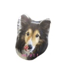 シェルティーの☆シェリーちゃん☆（個別スタンプ：1）