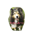 シェルティーの☆シェリーちゃん☆（個別スタンプ：11）
