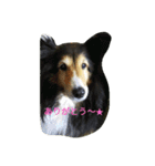 シェルティーの☆シェリーちゃん☆（個別スタンプ：14）