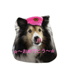 シェルティーの☆シェリーちゃん☆（個別スタンプ：16）