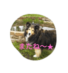 シェルティーの☆シェリーちゃん☆（個別スタンプ：17）