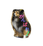 シェルティーの☆シェリーちゃん☆（個別スタンプ：20）