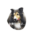 シェルティーの☆シェリーちゃん☆（個別スタンプ：27）
