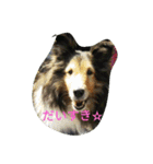 シェルティーの☆シェリーちゃん☆（個別スタンプ：32）