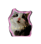にゃんわんず（個別スタンプ：1）