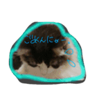 にゃんわんず（個別スタンプ：6）