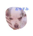 ココグリの日常（個別スタンプ：1）