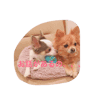 ココグリの日常（個別スタンプ：6）