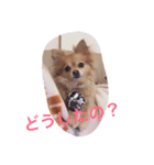ココグリの日常（個別スタンプ：8）