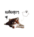 Kaijeaw dog（個別スタンプ：1）