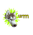 Kaijeaw dog（個別スタンプ：2）