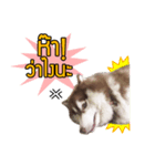 Kaijeaw dog（個別スタンプ：3）