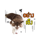 Kaijeaw dog（個別スタンプ：6）