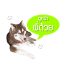 Kaijeaw dog（個別スタンプ：8）