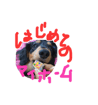 ダックスフンドのコロコハル vol.2（個別スタンプ：10）