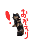 ダックスフンドのコロコハル vol.2（個別スタンプ：11）