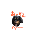 ダックスフンドのコロコハル vol.2（個別スタンプ：19）