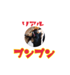 ダックスフンドのコロコハル vol.2（個別スタンプ：22）