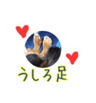 ダックスフンドのコロコハル vol.2（個別スタンプ：23）