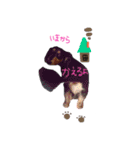 ダックスフンドのコロコハル vol.2（個別スタンプ：24）