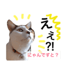 ちょっとていねいな三毛猫（個別スタンプ：1）
