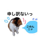 ちょっとていねいな三毛猫（個別スタンプ：2）