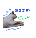 ちょっとていねいな三毛猫（個別スタンプ：3）