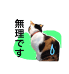 ちょっとていねいな三毛猫（個別スタンプ：5）