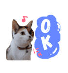 ちょっとていねいな三毛猫（個別スタンプ：6）