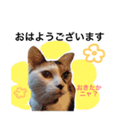 ちょっとていねいな三毛猫（個別スタンプ：8）