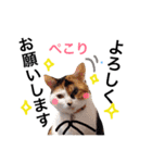 ちょっとていねいな三毛猫（個別スタンプ：9）