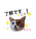 ちょっとていねいな三毛猫（個別スタンプ：10）
