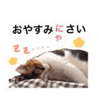 ちょっとていねいな三毛猫（個別スタンプ：13）