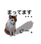 ちょっとていねいな三毛猫（個別スタンプ：14）